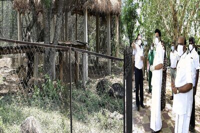 Covid-19 Infected Asiatic Lion on Antibiotic Regimen; Tamil Nadu CM Stalin Visits Zoo