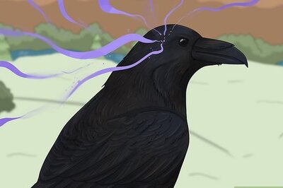 What Is the Spiritual Meaning of a Raven?