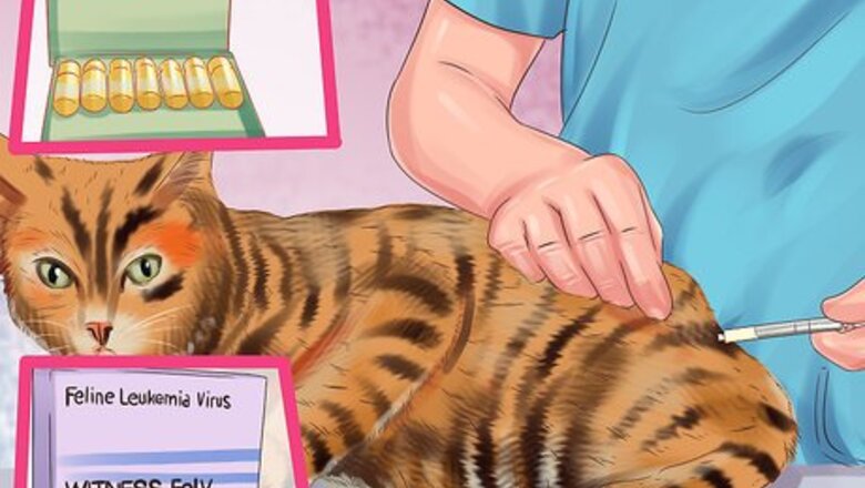 How to Care for Toygers
