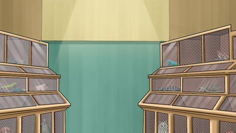 How to Choose a Pet from a Pet Store