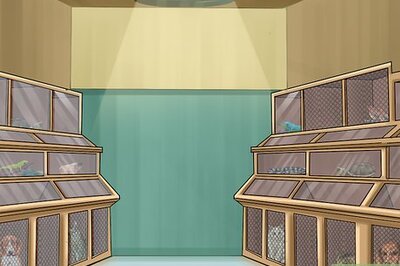 How to Choose a Pet from a Pet Store