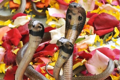 A Day Before Nag Panchami, PETA Calls For Snake-Free Celebrations