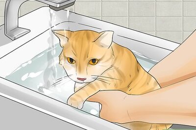 How to Help Your Cat Enjoy Having a Bath