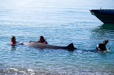 Injured Young Whale Treated Off Athens Found Dead Days Later