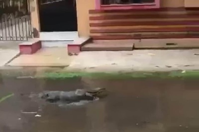 Video of Monitor Lizard Gliding in Waterlogged West Bengal Neighbourhood Goes Viral amid Cyclone Yaas