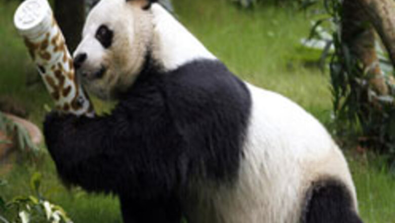 Giant panda gives birth to giant cub!