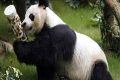 Giant panda gives birth to giant cub!