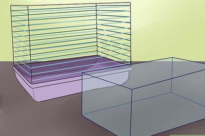 How to Choose Hamster Housing and Bedding