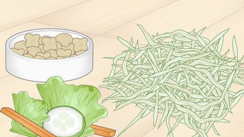 How to Prevent Your Guinea Pig from Becoming Sick