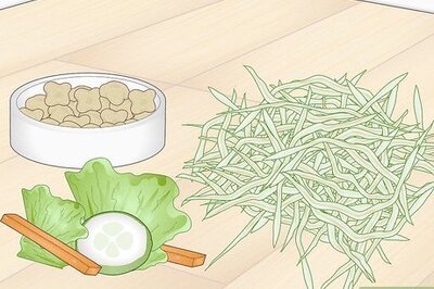How to Prevent Your Guinea Pig from Becoming Sick