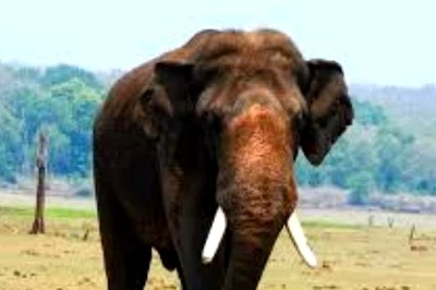 In Karnataka, Elephant Resembling Deceased Mysuru Dasara Pachyderm Found In Kabini Backwaters