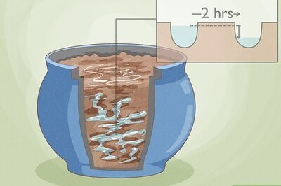 How to Care for a Spider Plant