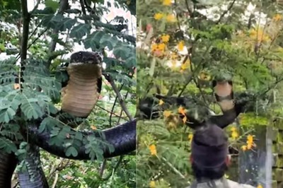 12-foot King Cobra Rescued From Karnataka Garden