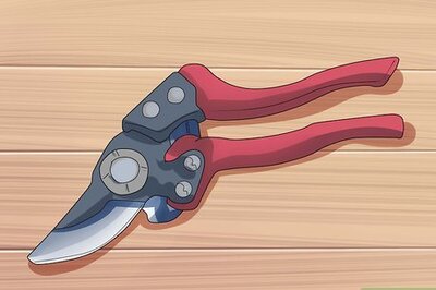 How to Properly Prune Roses in the Summer