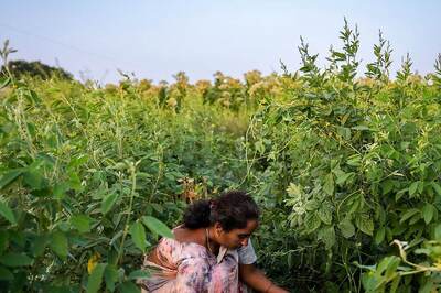 Opinion | Modi 3.0: Time for a Cultural and Agricultural Revolution to Create Jobs