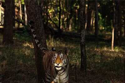 Pench Tiger Reserve in Maharashtra Becomes India's First Dark Sky Park