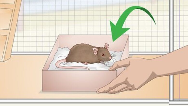 How to Provide Hiding Places for a Pet Rat