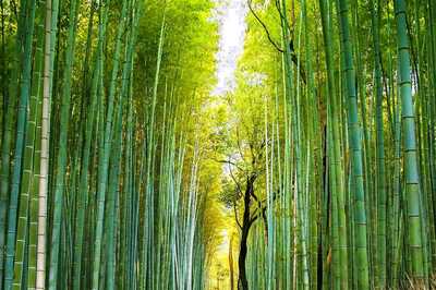 World Bamboo Day 2021: History, Significance and All You Need to Know