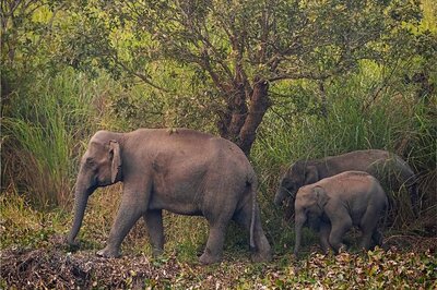 Chhattisgarh Govt Forms Panel to Probe Death of Three Wild Elephants