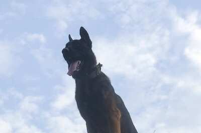 Army Dog Zoom Dies Fighting Militants; How Are Canines Recruited, Trained in Military? | Explained