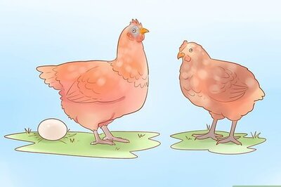 How to Tell when a Hen Is Ready to Lay