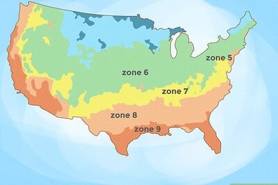 How to Grow Long Stem Roses at Home