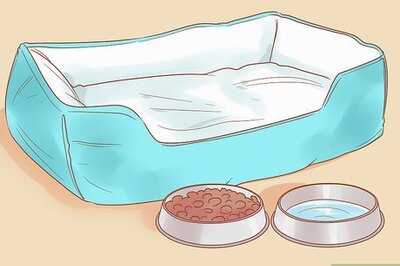 How to Care for a Dog with a Torn ACL