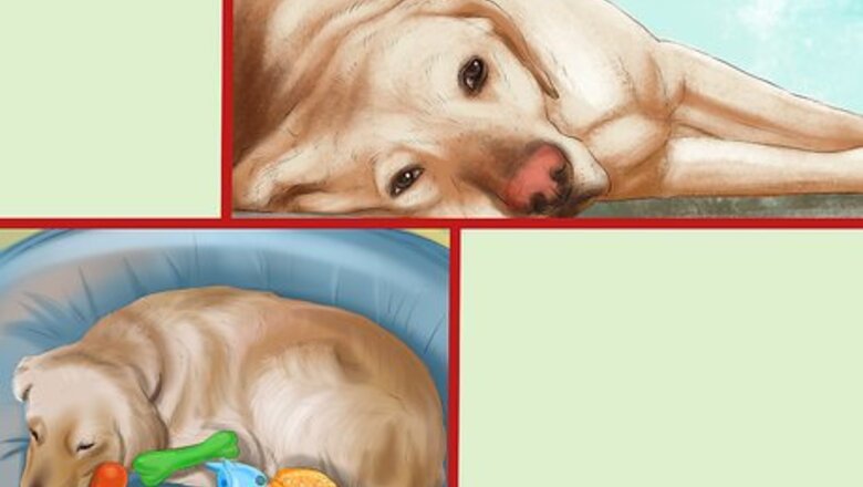 How to Know if Your Dog Needs a Diet Change