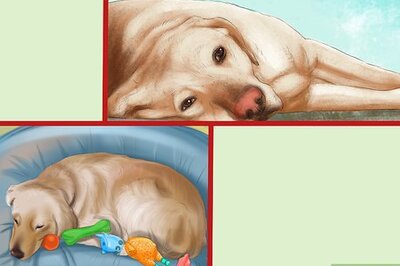 How to Know if Your Dog Needs a Diet Change