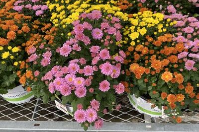 How to Care for Garden Mums with a Self‐Watering Pot
