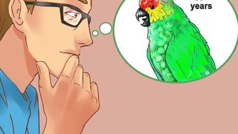 How to Know if an Amazon Parrot Is Right for You