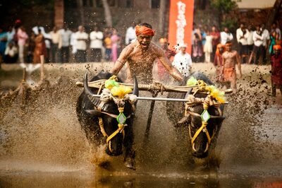 Kambala Festival: Buffalo Race In Karnataka You Might Want To Witness