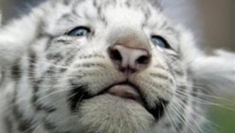White tiger cubs debut at Argentina zoo
