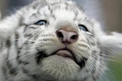 White tiger cubs debut at Argentina zoo
