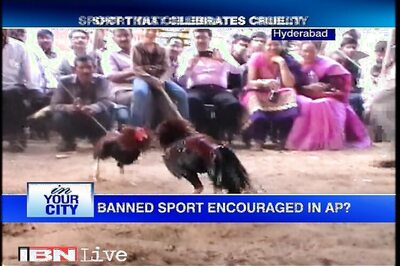 Over Rs 800 crore betting money riding on cockfight, demand to lift ban grows louder in AP