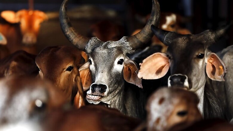 Fresh Pleas in SC Against Bombay High Court Order on Beef Ban