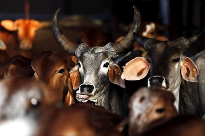 Fresh Pleas in SC Against Bombay High Court Order on Beef Ban