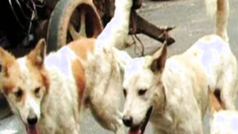 Acid Attack on Stray Dog in Karnataka; 5 Booked