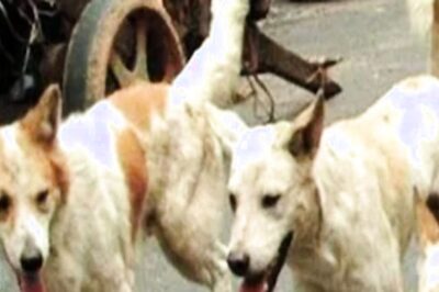 Acid Attack on Stray Dog in Karnataka; 5 Booked