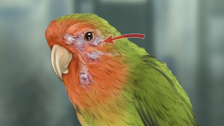 How to Treat Lovebird Pox