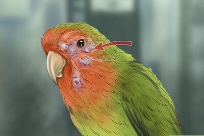 How to Treat Lovebird Pox