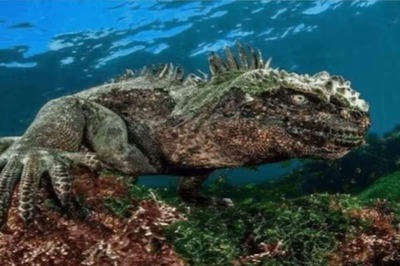 Watch: On The Galapagos Islands, Marine Iguana's Terrifying Charm