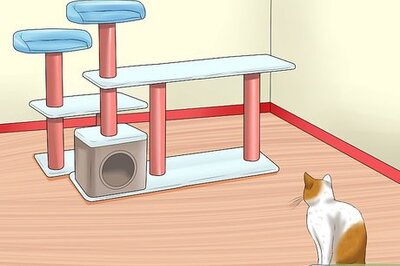 How to Care for Indoor Cats