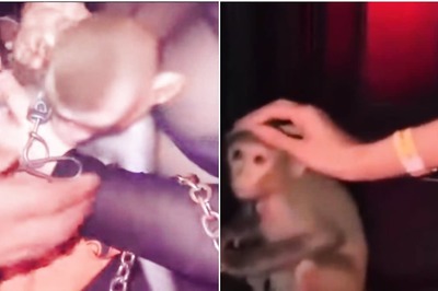 Kolkata Nightclub in Soup After Video Showing Chained Monkey Goes Viral; FIR Lodged