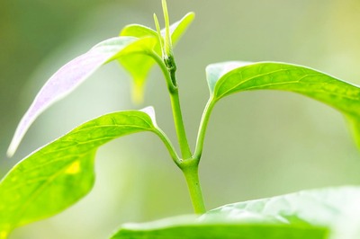 Diabetes: Did You Know How Gurmar or Gymnema Sylvestre Can be Your Ayurvedic Remedy for Diabetes?