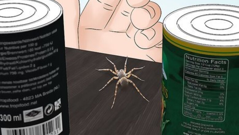 How to Identify Spiders