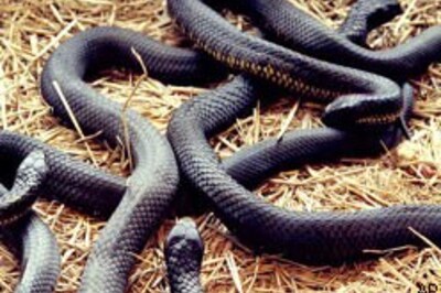 Snake cultivation threat to lakes