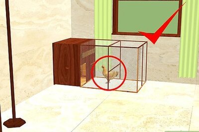 How to Care for a Chicken in an Apartment