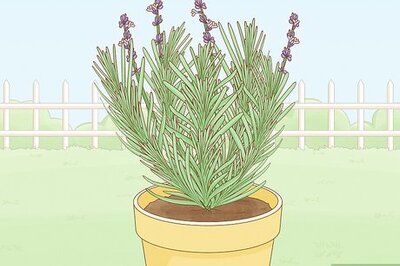 How to Harvest Lavender