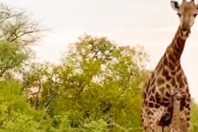 Mother's Love: Viral Video Shows Giraffe Chasing Off Hyena To Protect Calf